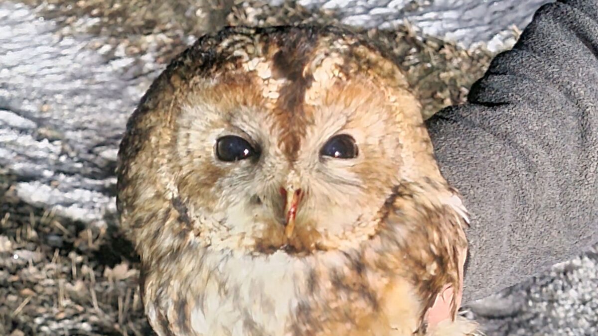 Polizei rettet verletzten Waldkauz